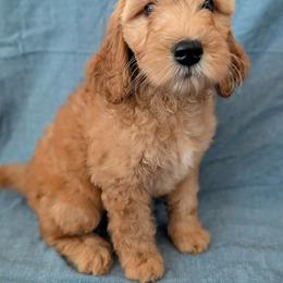 Betsy - Apricot female Goldendoodle puppy in Coarsegold, California from Hobbit Hollow Acres