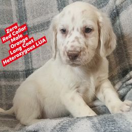 Zero (Red Collar) Heterozygous LUA - White and orange male Dalmatian puppy in Raymondville, Missouri from Wagner's Dalmatian's