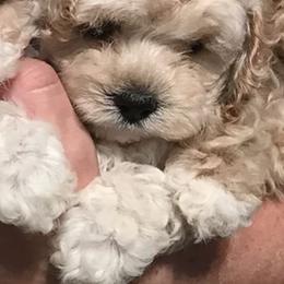 Cockapoos, Cocker Spaniels, and Poodles from Camic Cockapoos