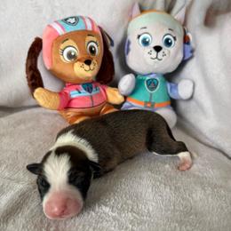 Skye - Sable female Border Collie puppy in Dorr, Michigan from Pineview Farm
