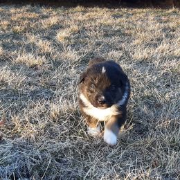Australian Shepherd Puppies from AJD Aussies