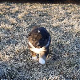 Australian Shepherd Puppies from AJD Aussies
