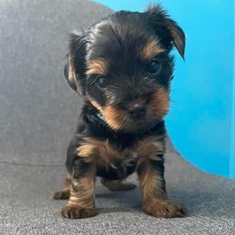 Rottweiler and Yorkshire Terrier Puppies from Superior Family Kennels