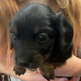 ZUMA - Black and tan female Dachshund puppy in Elizabethtown, Kentucky from Teeny Tiny Puppy Tails