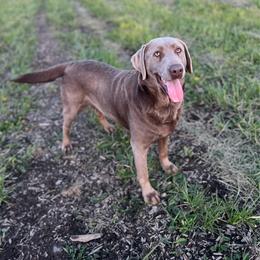 Tikka - Labrador Retriever