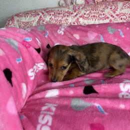 Brooke - Dapple female Dachshund puppy in Lake City, Florida from My Ditzy Doxies of Florida