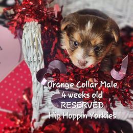 Yorkshire Terrier Puppies from Hip Hoppin Yorkies