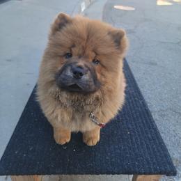 Chow Chow Puppies from Kew Chows