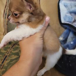Chihuahua Puppies from B&D Chihuahuas