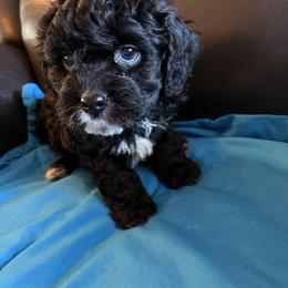 Jiminy - Black male Cavapoo puppy in Burke, New York from Patti’s Puppies