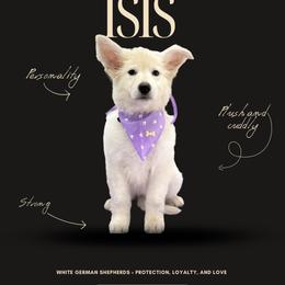 ISIS - White male German Shepherd puppy in Yuba City, California from Barton’s German Shepherds