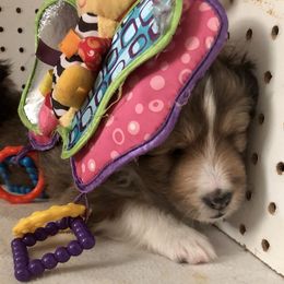 Shetland Sheepdog Puppies from Syringa