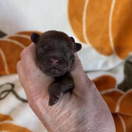 Boris - Chocolate male Shih Tzu puppy in Sharon, Pennsylvania from Keystone Danes and Shih tzus