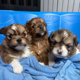Companion Cross puppies from Beach Wave Kennels