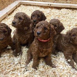 Goldendoodle Puppies from Heartshine Doodles