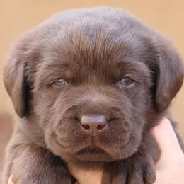 Labrador Retrievers from Sinagua Labradors