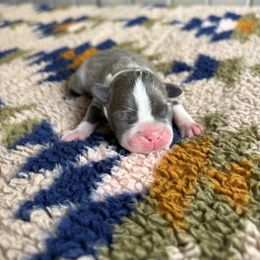 Boston Terrier Puppies from Smith Sister Kennels