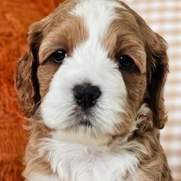 Australian Labradoodles, Cockapoos, Goldendoodles, and Labradoodles from Dessie's Doodles