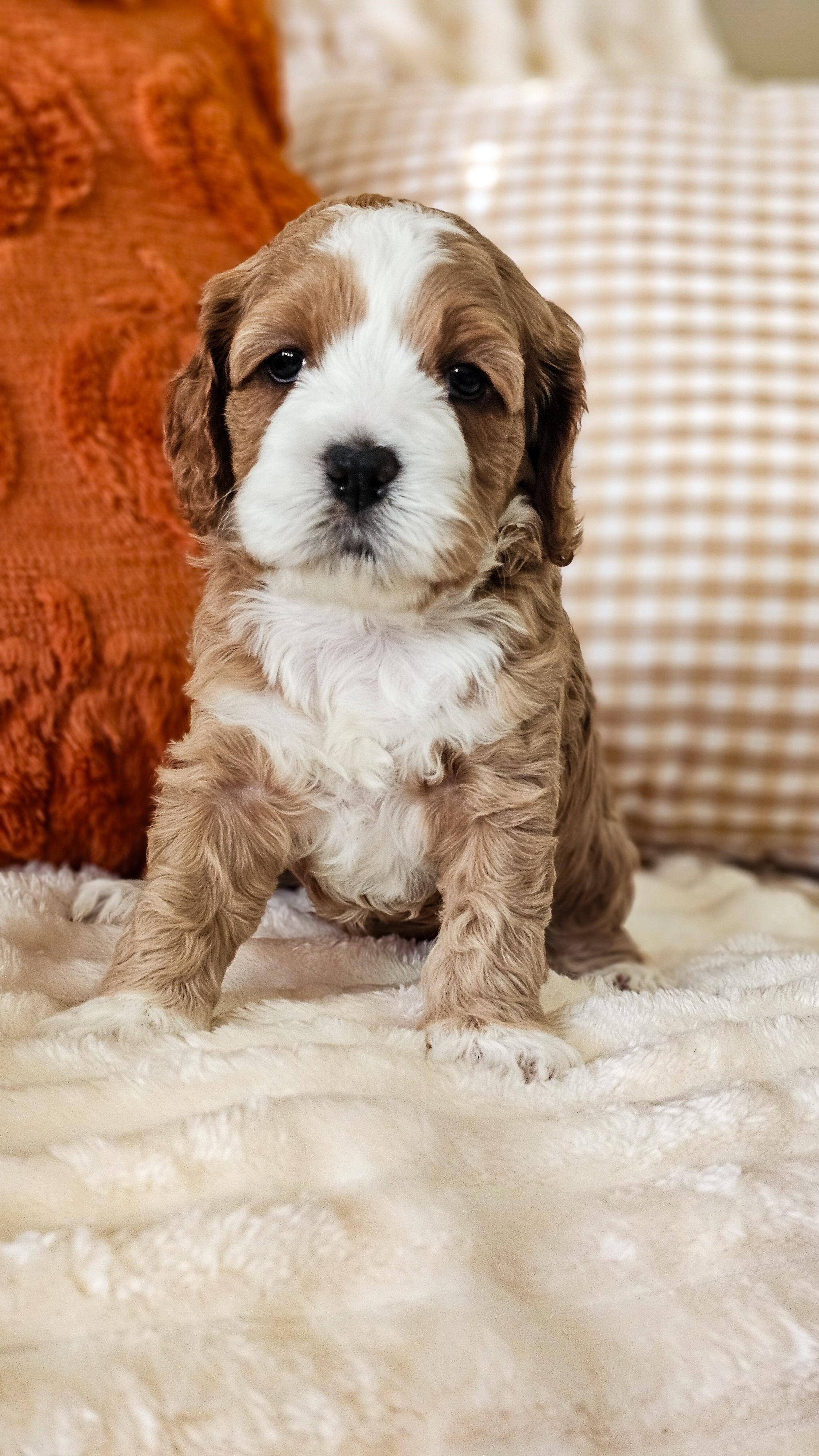 Dessie's Doodles in Indiana | Cockapoo, Goldendoodle, Labradoodle or ...