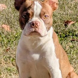 Rivean - Boston Terrier