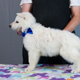Berger Blanc Suisse Puppies from Moro Shepherds
