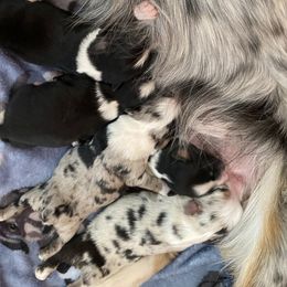 Stella - Toy Australian Shepherd