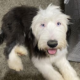 Old English Sheepdog Puppies from Heavinly Blessings Farm Pups - Old English Sheepdog Puppies