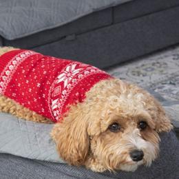 Nika - Maltipoo