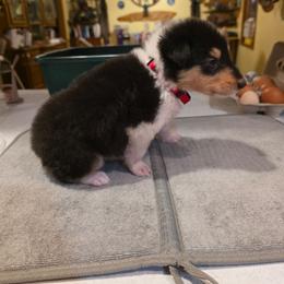 Red - Black white and tan female Collie puppy in Wykoff, Minnesota from Country Collies