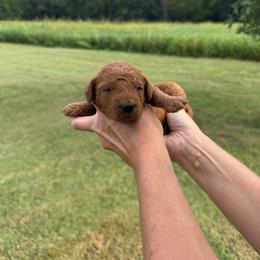 Dolly - Red  female Goldendoodle puppy in Statesville, North Carolina from Ashley's Goldendoodles and Cavapoos