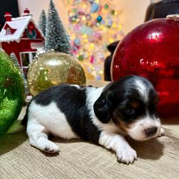 Trooper - Piebald male Dachshund puppy in Las Piedras from New Empire Kennels