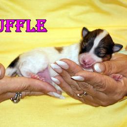 Truffle- chw sable merle female - White and sable merle female Shetland Sheepdog puppy in Frazeysburg, Ohio from Mountain High Kennels