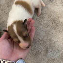 Philip - White male Collie puppy in Abilene, Texas from Regal Lassie's