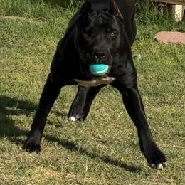 Bama - Black female Perro de Presa Canario puppy in Goshen, Alabama from Mesquite Creek Kennels
