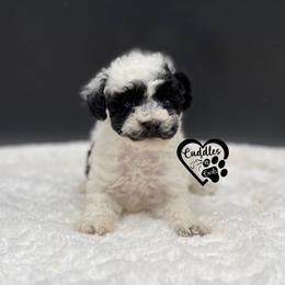 Dolly - Parti female Poodle puppy in Nashville, Arkansas from Cuddles n Curls