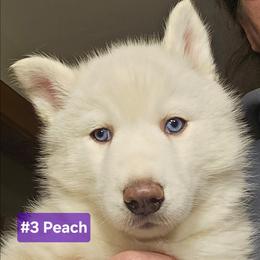 3 (peach) - White female Siberian Husky puppy in Dane, Wisconsin from Sunny Hurricane Siberians