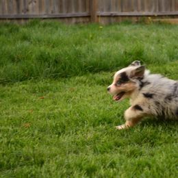 Australian Shepherd Puppies from The Good Shepherd