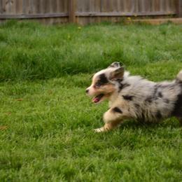Australian Shepherd Puppies from The Good Shepherd