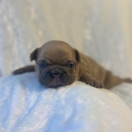 Cinnamon - Blue fawn female French Bulldog puppy in Salisbury, Maryland from 77 Frenchies Maryland