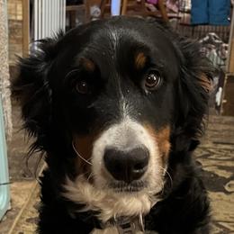Daisy - Bernedoodle