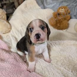 Green - Black tan and white male Beagle puppy in Vallejo, California from Tailwindfarm