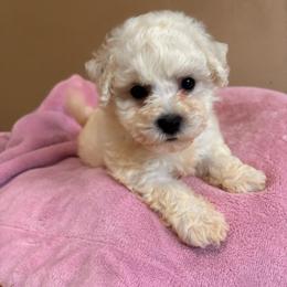 Girl 1 - White female Bichon Frise puppy in Chatham, Illinois from Whitecreek