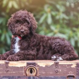 Poodles from Homestead West