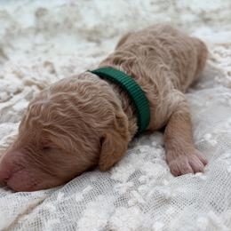 Bodhi - Apricot male Poodle puppy in Otto, North Carolina from Wild Suns Farm