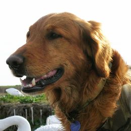 Golden Retriever All Grown Up from Koloa Hunting Goldens