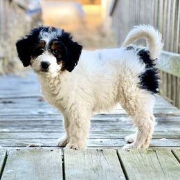 Aussiedoodles, Bernedoodles, and Schnoodles from Dreamer Ridge Puppies