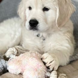 Golden Retriever Puppies from Robinsnest Goldens