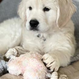 Golden Retriever Puppies from Robinsnest Goldens