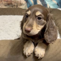 Zara's Chocolate and Cream Girl - Chocolate and cream female Dachshund puppy in Kalama, Washington from Dazzling Doxies