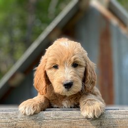 TOMMY - Apricot Goldendoodle puppy in Lancaster, Minnesota from North Star Dog Training